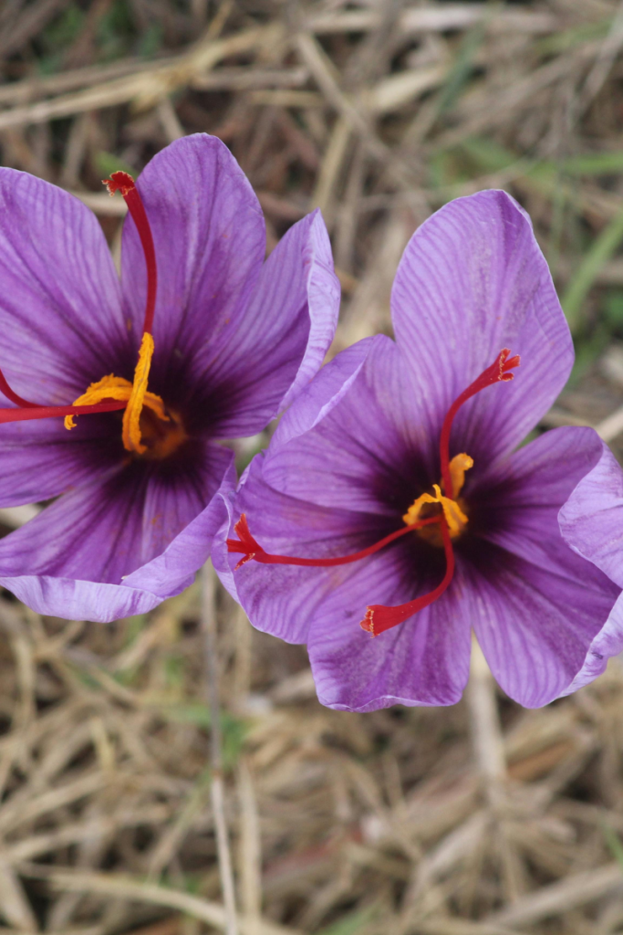 Açafrão – Crocus sativus: